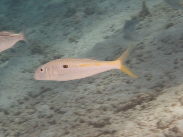 Mulloidichtys Flavolineatus
